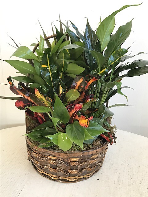 Dish Gardens