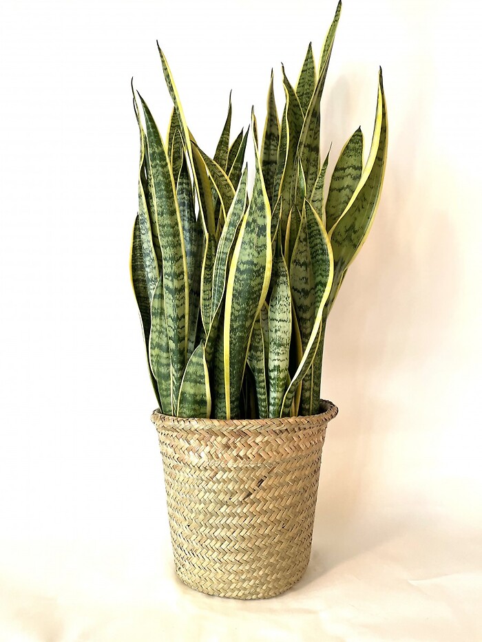 Snake Plant