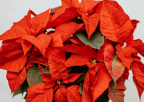 Poinsettia in a Basket