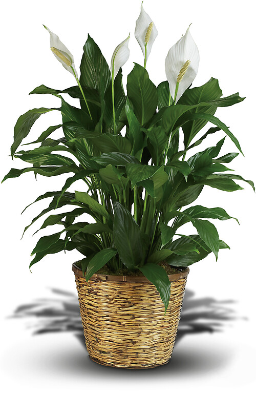 Simply Elegant Spathiphyllum (10&quot; Diameter Pot)