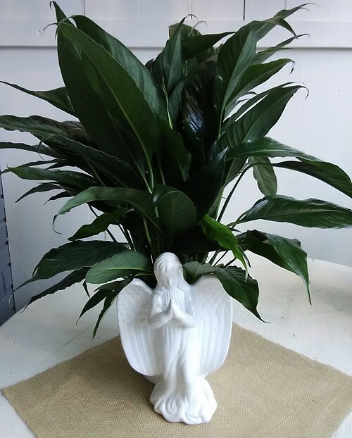 Ceramic Angel with Spathiphyllum