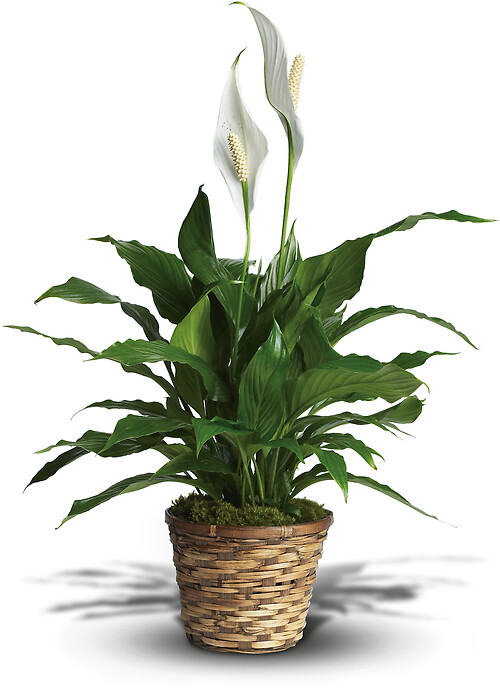 Simply Elegant Spathiphyllum (6&quot; Diameter Pot)