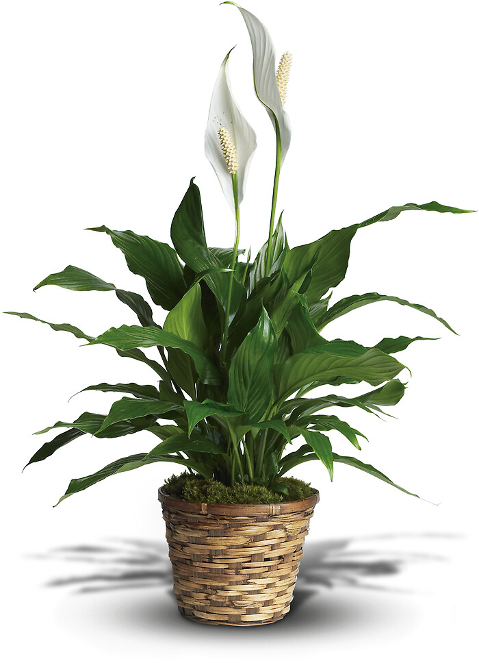 Simply Elegant Spathiphyllum (6&quot; Diameter Pot)