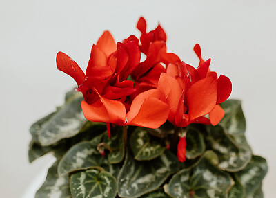 Cyclamen in a Basket