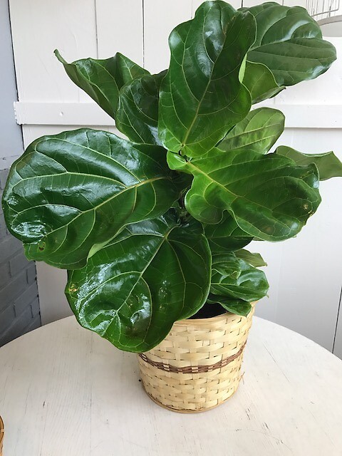 Fiddle Leaf Fig 3ft- 8in Pot