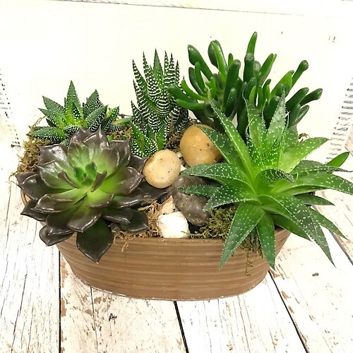 Mixed Succulent Garden