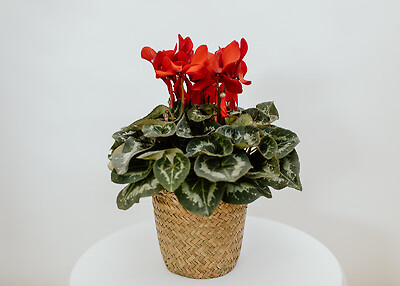 Cyclamen in a Basket