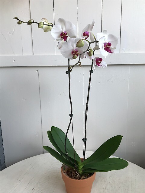 Double Stemmed Orchid