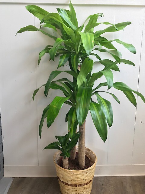 Mass Cane 10 in. Pot