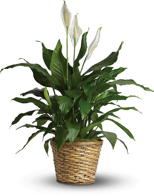 Simply Elegant Spathiphyllum (8&quot; Diameter Pot)