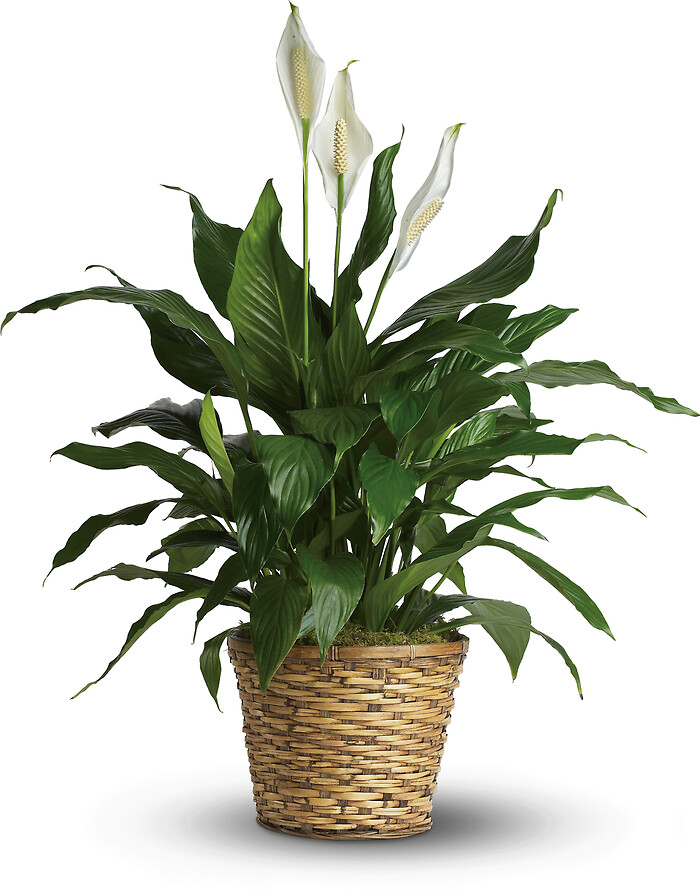 Simply Elegant Spathiphyllum (8&quot; Diameter Pot)