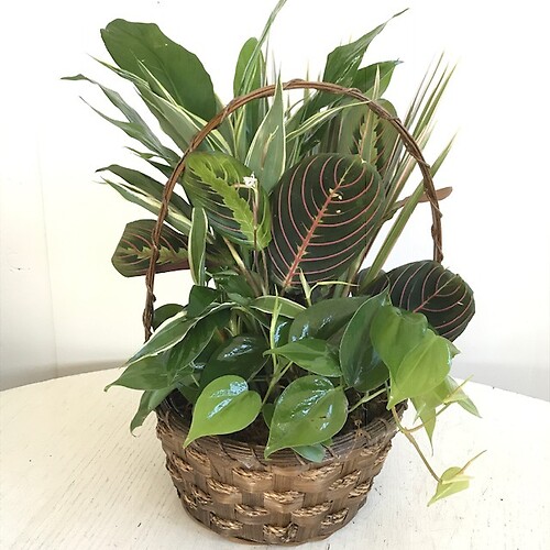 8&quot; Wicker Basket Garden